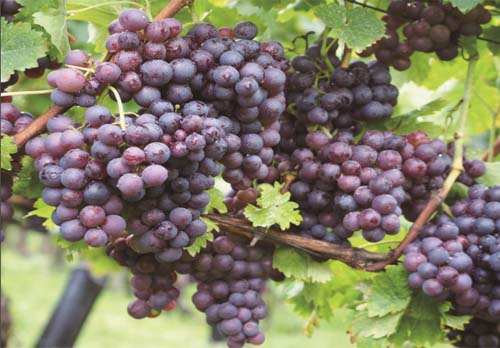 农产品买卖需解开这三个“结”