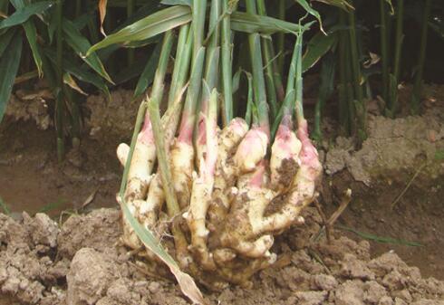 金昌大姜：从源头控制质量